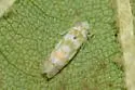 Eratoneura hymettana - photo 3
