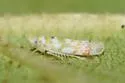 Eratoneura hymettana - photo 4