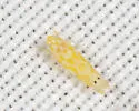 Eratoneura igella - Eratoneura igella