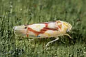 Eratoneura ligata