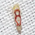 Eratoneura ligata - photo 2