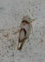Eratoneura lunata