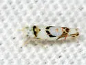 Eratoneura lunata - photo 2