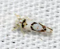 Eratoneura lunata - photo 3
