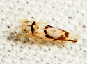 Eratoneura lunata - photo 4