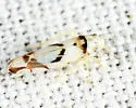 Eratoneura lunata - photo 5