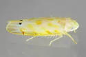 Eratoneura manus - Eratoneura manus
