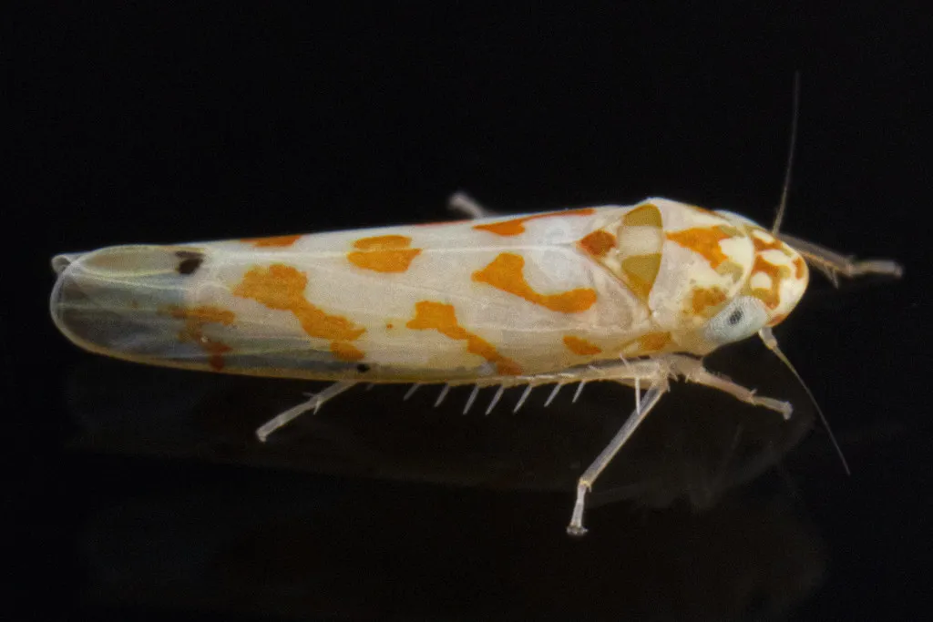 Eratoneura marilandicae - photo 2