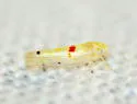 Eratoneura micheneri - photo 2
