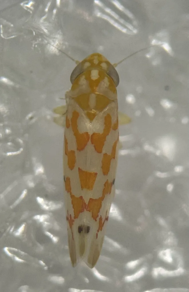 Eratoneura millsi - photo 2