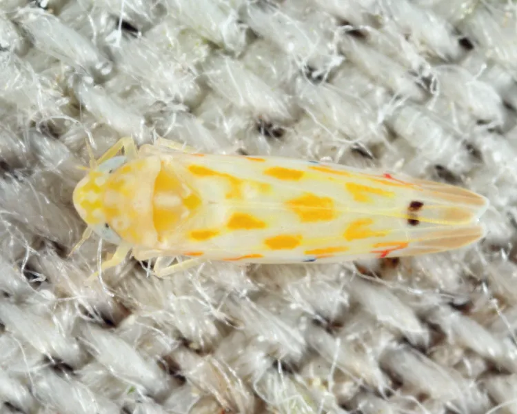 Eratoneura mirifica - photo 2