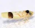 Eratoneura morgani
