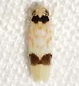 Eratoneura morgani - photo 2