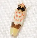 Eratoneura morgani - photo 3