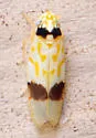 Eratoneura morgani - photo 4