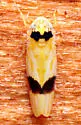 Eratoneura morgani - photo 5