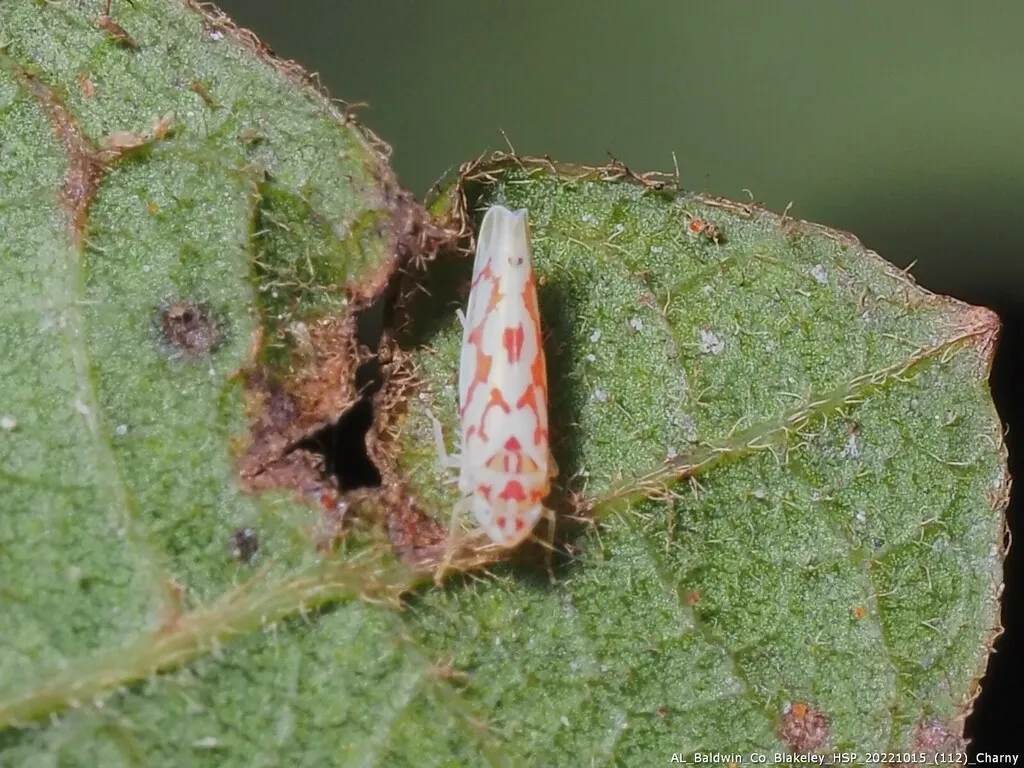 Eratoneura nigriventer - photo 2