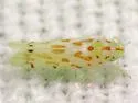 Eratoneura noncuspidis - photo 3
