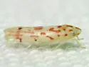 Eratoneura noncuspidis - photo 4
