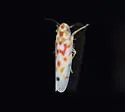 Eratoneura opulenta - photo 2
