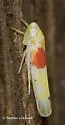 Eratoneura osborni