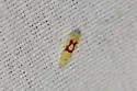Eratoneura pyra - Eratoneura pyra