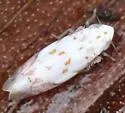 Eratoneura stephensoni