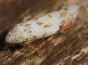 Eratoneura stephensoni - photo 2