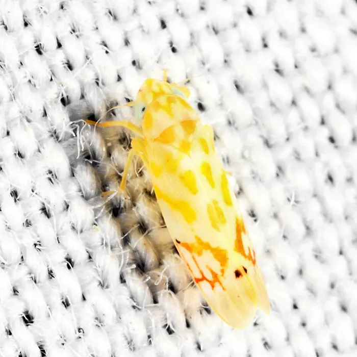 Eratoneura unica - photo 2