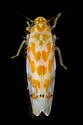 Eratoneura usitata - photo 2