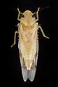 Eratoneura usitata - photo 3