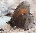 Red-disked Alpine - Hodges#4596 - photo 3