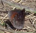 Red-disked Alpine - Hodges#4596 - photo 4