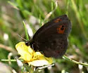 Common Alpine - Hodges#4599
