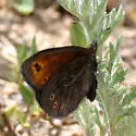 Common Alpine - Hodges#4599 - photo 2