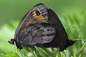 Common Alpine - Hodges#4599 - photo 3