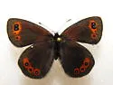 Common Alpine - Hodges#4599 - photo 4