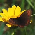 Common Alpine - Hodges#4599 - photo 5