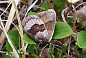 Banded Alpine - Hodges#4595