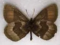 Banded Alpine - Hodges#4595 - photo 2