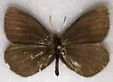 Banded Alpine - Hodges#4595 - photo 3