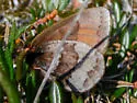 Banded Alpine - Hodges#4595 - photo 4