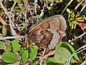 Banded Alpine - Hodges#4595 - photo 5