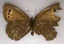 Taiga Alpine - Hodges#4593.1