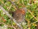 Taiga Alpine - Hodges#4593.1 - photo 3