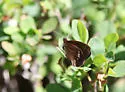 Yellow-dotted Alpine - Hodges#4597