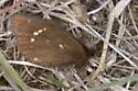 Yellow-dotted Alpine - Hodges#4597 - photo 3