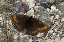 Yellow-dotted Alpine - Hodges#4597 - photo 4