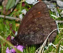 Ross's Alpine - Hodges#4592