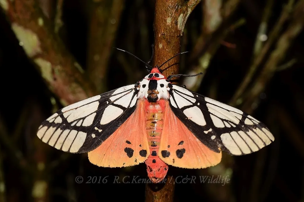 Underwing, Tiger, Tussock, and Allied Moths - Erebidae